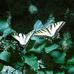 Mary Cockerham - Facebook