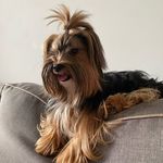 Mary Collar Fraccetto - @mary_yorkshired - Instagram