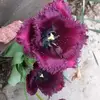 Mary combs - @mary.combs21 - TikTok