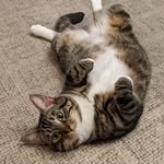 Mary Conners-Pulsifer - @uncletravelingbrax - Instagram