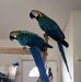 Mary Coram - Facebook