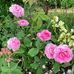 Mary Cornwall - Facebook