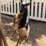 Mary Crane and Cory Busby - @the_sundance_farm - Instagram