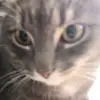 Mary with two cats - @marycrane90 - TikTok