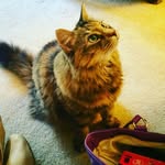 Mary Crossman - @mary15grandkids - Instagram