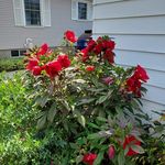 Mary Dabrowski - @dabrowskimaryvnac - Instagram
