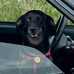 M A R Y 🌭 - @mary.dachshund - Instagram