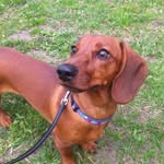 Mary Dachshund - @marydachshund - Instagram