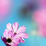 Mary Dalli - Facebook
