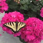 Mary Daub - @goldenkisses2555 - Instagram