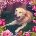 Mary Dechant - Facebook
