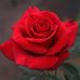 Mary De Fazio - Facebook