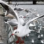 Mary Deroche - @toupiefatal - Instagram