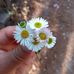 Mary De Sena - Facebook