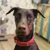 marydoberman - @marydoberman68 - TikTok