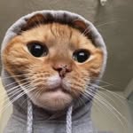 Mary doby cat - @limoncocoo - Instagram