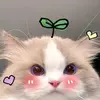 mary domm - @marydomi05 - TikTok