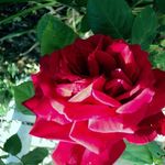 Mary Dowdall - @mary.dowdall1 - Instagram