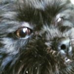 Dixie - @maryeagleson28 - Instagram