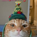 Mary Easterday - @twitchywhisker5 - Instagram