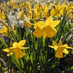 Mary Ecklund - @merperplerp - Instagram