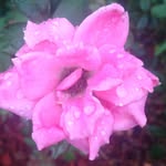 Mary Enos - @_plants.and.flowers_ - Instagram