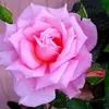 Mary Faichney - @maryfaichney1 - TikTok