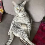 Mary Fairweather - @thesecretlifeofmarythecat - Instagram