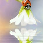 Mary Fedele - Facebook