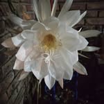 Mary Feo - @flores__1215 - Instagram