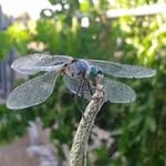 Mary Ann Fransen - @maryannfransen - Instagram