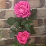 Mary Lynn Ganster - Facebook