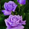 Mary Gauna - @mary.gauna4 - TikTok