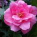 Mary Gendron - Facebook