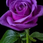 Mary Gines - Facebook