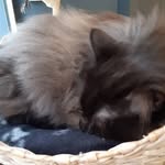 Beatrice mary hadfield - @queenbee9456 - Instagram