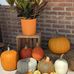 Mary Harner - Facebook