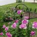 Mary Hasan - Facebook