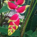 Mary Kay Haveman - @marykaypeony - Instagram