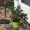 MaryHefty - @maryhefty - TikTok
