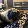 Mary helfer - @mary_had_a_little_dog - TikTok