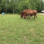 Mary Holter - @racing_my_paints - Instagram