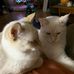 Mary Howden - Facebook