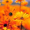 maryhulbert281 - @maryhulbert281 - TikTok