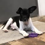 Mary (human) & Apollo (pupper) - @theadventuresofmaryandapollo - Instagram