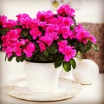 🌺  بندرترکمن - @mary.kearmany - Instagram