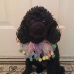 Mary Kibler - @tacodoggy - Instagram