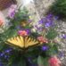 Mary Jo Kill - Facebook