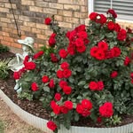 Mary Kirschbaum - @m_a_kirschbaum - Instagram