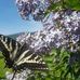 Mary Kopf - Facebook